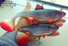 Guma Fox Rage Replicant Wobble Super Natural Roach 55g 14cm