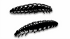 Przynęta Libra Lures Larva 3.5cm | 040 - Black | brak zapachu | 12 szt.