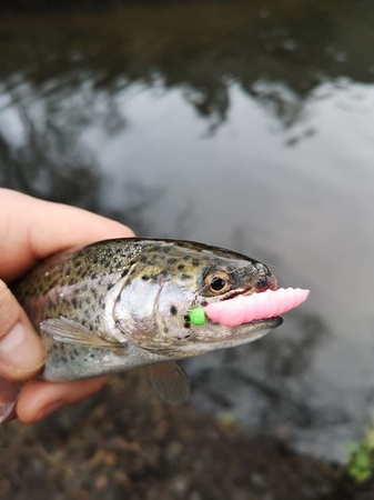Gumy FishUp Pupa 3,2cm | 1,2" | #048/Bubble Gum | 8szt.