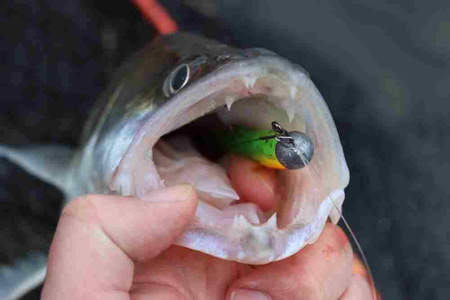 Guma Savage Gear Craft Bleak 10cm | Holo Baitfish