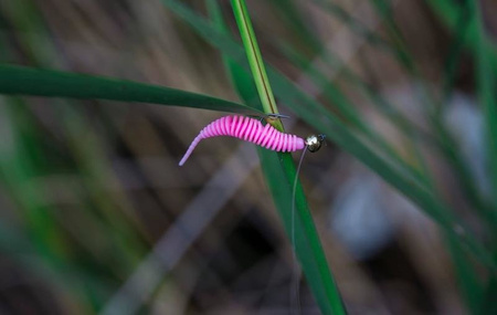 Gumy FishUp Tanta 4,2cm | 1,5" | #139/Earthworm/Hot Pink | 10szt.