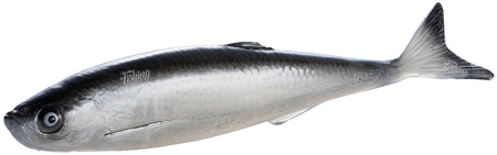 Guma SEWRO CUSTOM BAIT Ukleja 16cm- Czarna Naturalny Ogon