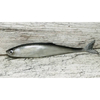 Guma SEWRO CUSTOM BAIT Ukleja 16cm- Czarna Naturalny Ogon