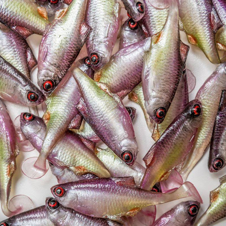 Guma Angry Lures Bitterling 5cm | PWG