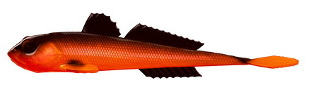 Przynęta Libra Lures Gobio 7.3" | 18.54 cm | 011 - Hot Orange