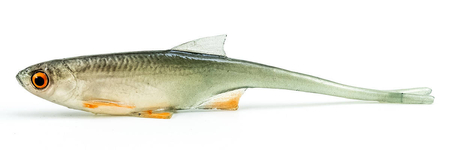 Guma Angry Lures Bleak V-Tail 7cm | NOO