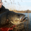 Przynęta PERCH PROFESSOR F**king Leech 2,75"/7cm - #04 Black - 8 szt.