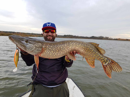 Zestaw Guma Westin Ricky the Roach ST 18cm 85 g Headlight - 1szt + Dozbrojka Vis Vangen