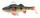  Perch \ 12.5