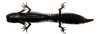 Guma Savage Gear NED Salamander 7,5cm | Black & Blue