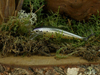 Wobler Siemson Kosior 5cm - tonący - 03