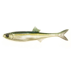 Przynęta ANGRY LURES Bleak F-Tail - 17cm - WGY