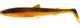 UV Craw