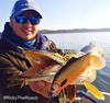 Zestaw Guma Westin Ricky the Roach ST 18cm 85 g Headlight - 1szt + Dozbrojka Vis Vangen