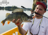 Guma Fox Rage Slick Shad 7cm | Perch UV