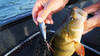 Popper Salmo Rattlin Pop 7cm | Hot Gill | pływający