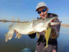 Guma Mikado MFT Roach 15cm Vampire Roach