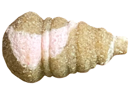 Feeder Bait Mini Ślimak Twister Wafters 11/8mm | Muszla