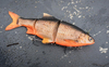 .Przynęta Westin Ricky the Roach Inline 35cm | Redlight Roach | tonący