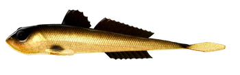 Przynęta LIBRA LURES GOBIO 7.3" (18.54cm) - 40g - 009 - GOLD