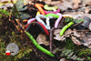 Przynęta Libra Lures Fatty D'Worm Tournament 5.5cm | 017 - Bubble Gum | kryl | 12 szt.