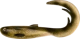 Spotted Bullhead