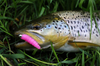 Przynęta Libra Lures Larva 3.5cm | 017 - Bubble Gum | ser | 12 szt.