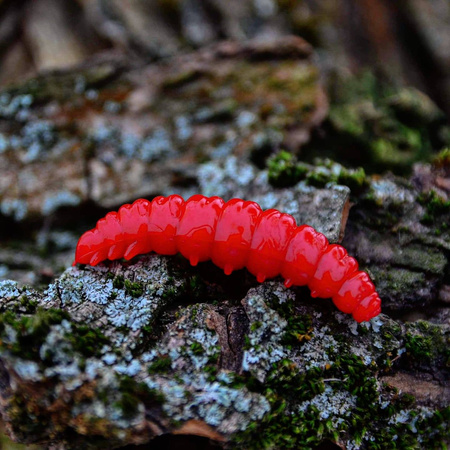 Przynęta Libra Lures Larva 3.5cm | 018 - Pink Pearl | ser | 12 szt.