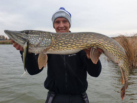 Guma Mikado Sicario 18cm/ DIRTY PIKE