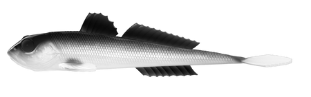 Przynęta Libra Lures Gobio 7.3" | 18.54 cm | 001 - White