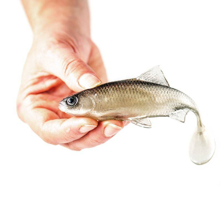 Guma Angry Lures Roach 12,5cm | TSW
