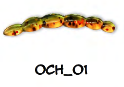 Guma Bratko Baits Ochotka 3cm | 01 | 5 szt.