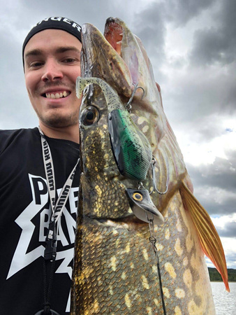 Headbanger Shad 22cm - Firetiger Stealth - Tonący