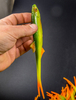 Guma Angry Lures Bleak V-Tail 20cm | GYO
