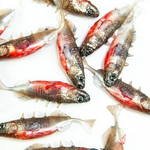Guma Angry Lures Stickleback F-Tail 6cm | NS