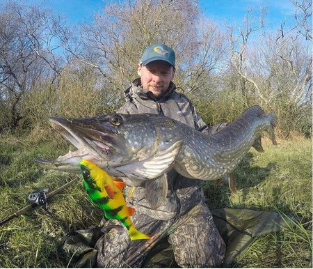 Guma Savage Gear 4D Perch Shad 17,5cm | SS | Firetiger