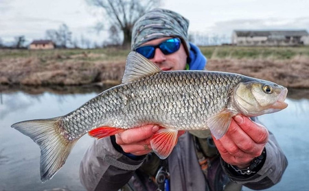 Wobler Bielik Shaker 3,8cm | 3g | pływający | PŁ