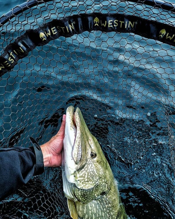 Podbierak Westin W3 CR Landing Net | rozm. L