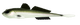 031 Olive Whitefish