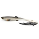 Bream