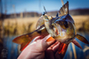 Guma Angry Lures Stickleback 6cm | S
