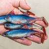 Guma Angry Lures Roach 12,5cm | BSWR
