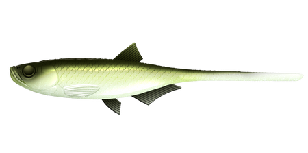 Przynęta Libra Lures Bleak Slug Tail 8.2" | 20.8 cm | 031 - Olive Whitefish