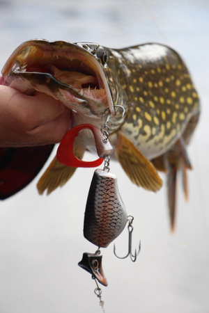 Headbanger Tail 23cm - Glitter Pike - Pływający