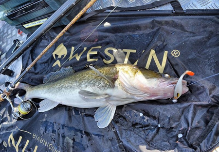 Guma Westin ShadTeez High 9cm | Lively Roach