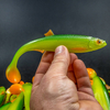 Guma Angry Lures Bleak v2 17cm | GYO
