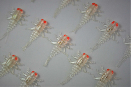 Przynęta FISHCHASER Jętka / 2.7cm / 5szt. / Pearl