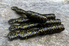 Guma Great Fish GF2 Leech 6cm | Black&Gold | krewetkowy | 10 szt.
