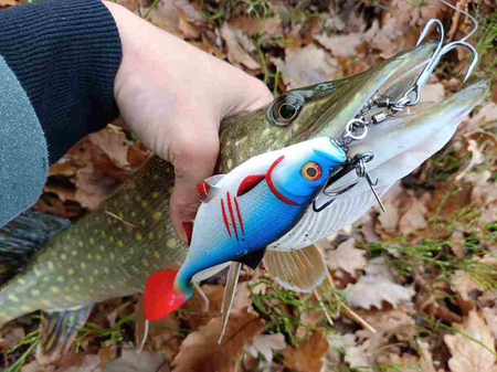 Guma Mikado MFT Roach 18cm Carissio