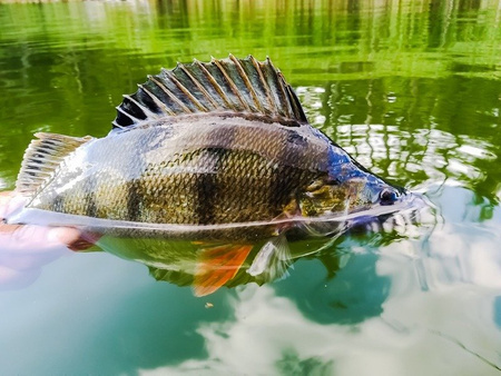 Guma Keitech Easy Shiner 2" | 5,08cm | #417 Gold Flash Minnow | 12 szt.